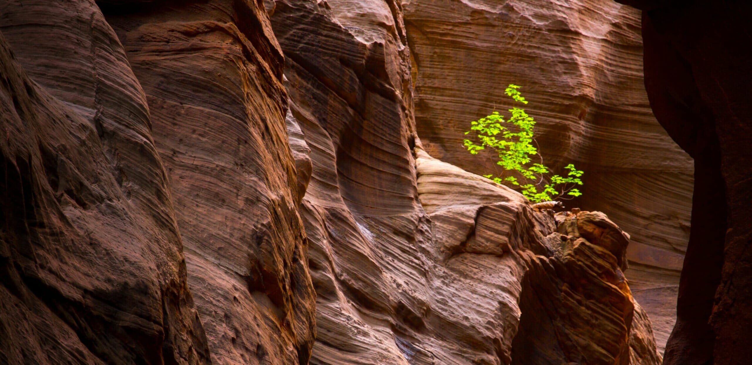 Tree growing on rocks, concept: comprehensive operational resilience