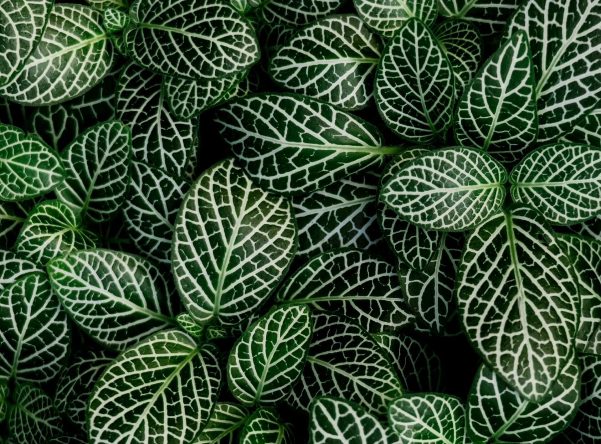 Up Close Shot of Green Plants