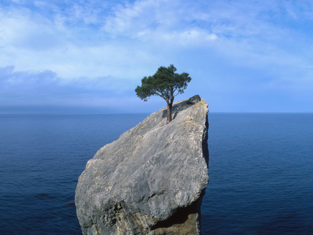 tree that fights for life on a rock - Fusion Risk Management