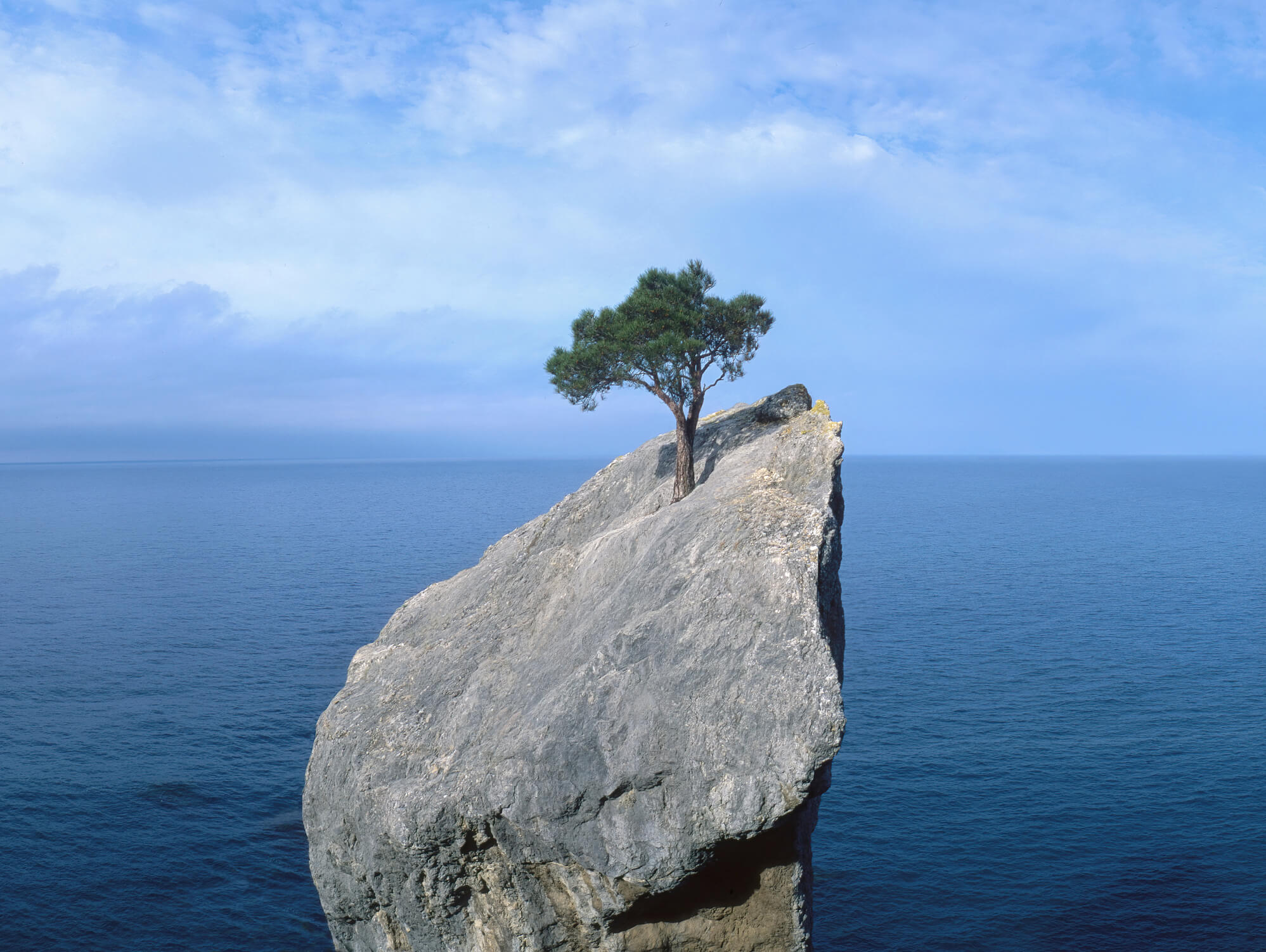 tree that fights for life on a rock - Fusion Risk Management