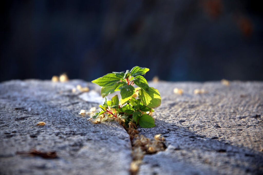 Backlight on green wild seedling growing in stone fracture - Fusion Risk Management